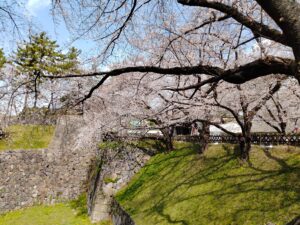 名古屋城 お花見レポート 情報 こさ工房ブログ