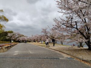 刈谷市 洲原公園 幼児とお花見レポート 情報 こさ工房ブログ