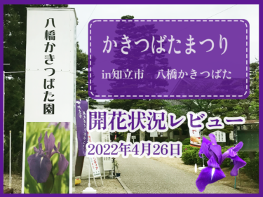 知立かきつばたまつり【開花状況レビュー】2022年4月26日